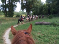 AAE (Assistant Animateur d'Equitation)